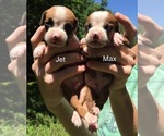 Small Photo #2 Boxer Puppy For Sale in WINFIELD, KS, USA