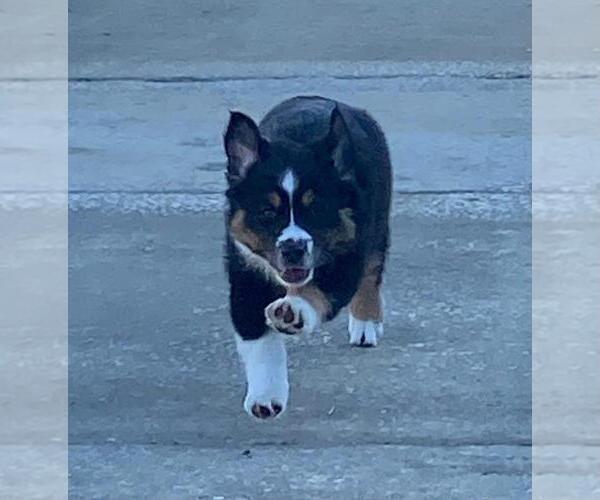 Medium Photo #7 Miniature Australian Shepherd Puppy For Sale in CLERMONT, FL, USA