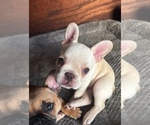 Small #1 French Bulldog