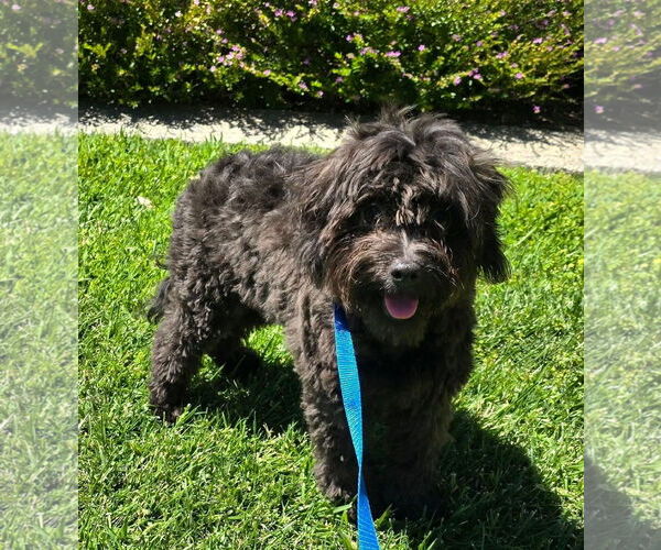 Medium Photo #4 ShiChi Puppy For Sale in Modesto, CA, USA