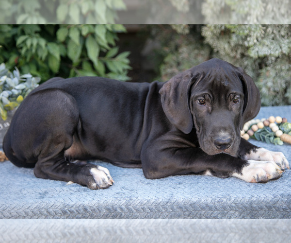 Medium Photo #19 Great Dane Puppy For Sale in SALEM, IN, USA