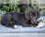 Small Photo #19 Great Dane Puppy For Sale in SALEM, IN, USA