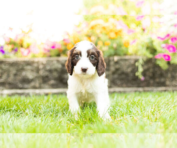 Medium Photo #1 Springerdoodle Puppy For Sale in NAPPANEE, IN, USA