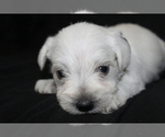 Small #8 Schnauzer (Miniature)