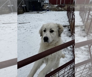 Great Pyrenees Puppy for sale in LOCKHART, TX, USA