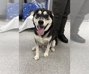 Alaskan Malamute-Unknown Mix Dogs for adoption in Pasadena, TX, USA