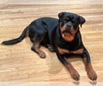 Small Photo #2 Rottweiler Puppy For Sale in Mills, WY, USA