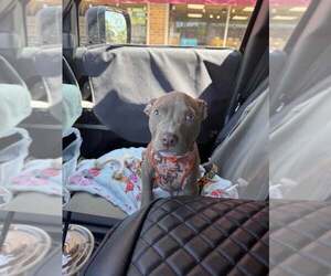 Mutt Dogs for adoption in Crete, IL, USA
