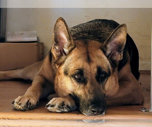 Medium Photo #1 German Shepherd Dog Puppy For Sale in LEXINGTON PARK, MD, USA