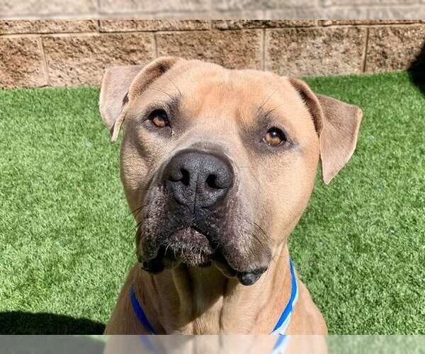 Medium Photo #1 Mutt Puppy For Sale in Moreno Valley, CA, USA