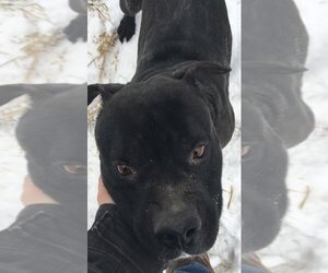 Deitz - Male Bulloxer Dog for Adoption - Photo #23