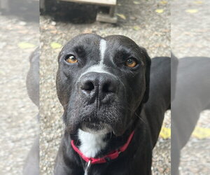 Loki - Male Mutt Dog for Adoption - Photo #10