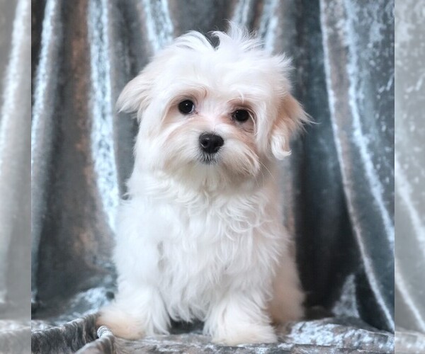 Medium Photo #5 Maltese Puppy For Sale in ROCK VALLEY, IA, USA