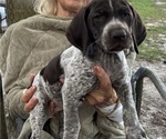 Puppy 8 Lovie German Shorthaired Pointer-German Wirehaired Pointer Mix