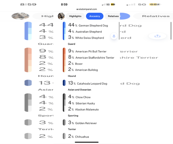Medium Photo #10 Catahoula Leopard Dog-German Shepherd Dog Mix Puppy For Sale in The Woodlands, TX, USA