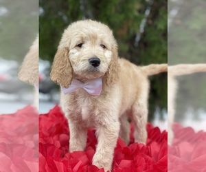 Goldendoodle-Poodle (Standard) Mix Puppy for sale in KISSIMMEE, FL, USA