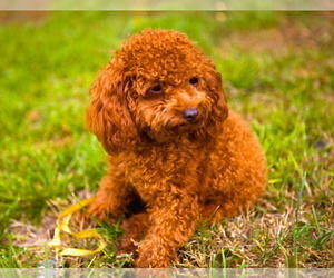 Mother of the YorkiePoo puppies born on 03/02/2026