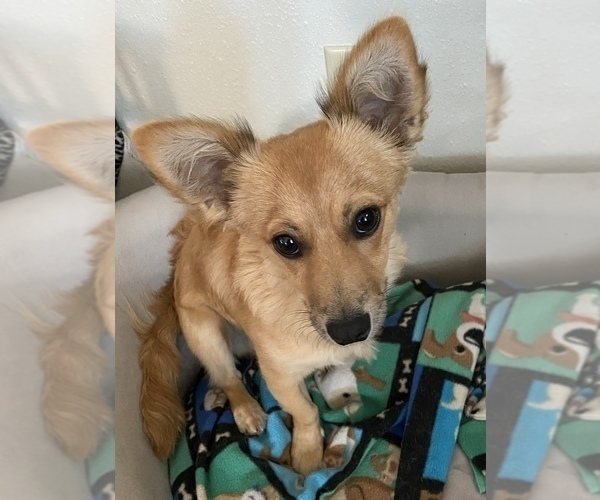 Medium Photo #1 Chiweenie Puppy For Sale in KETTLE FALLS, WA, USA