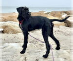 Small #15 GIANT SCHNAUZER -German Shorthaired Pointer Mix