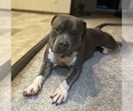 Small #18 American Pit Bull Terrier Mix
