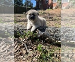 Small Photo #8 Akita Puppy For Sale in LINCOLNTON, NC, USA