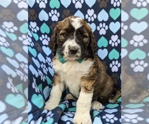 Saint Berdoodle Puppy for sale in PEACH BOTTOM, PA, USA
