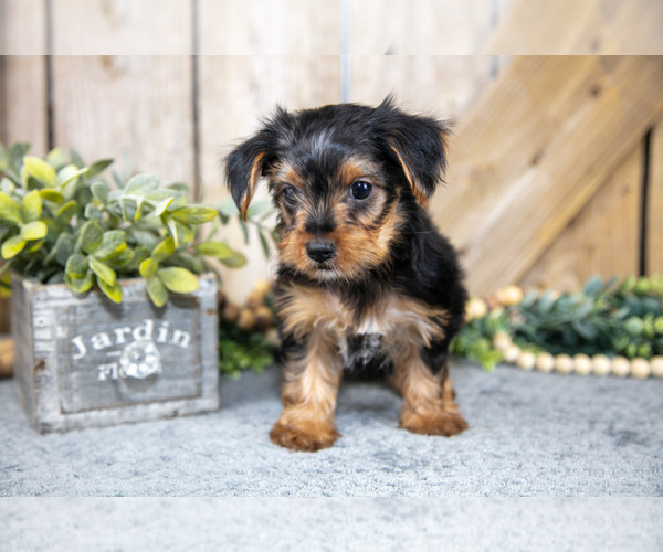 Medium Photo #4 Yorkshire Terrier Puppy For Sale in GREENWICH, OH, USA