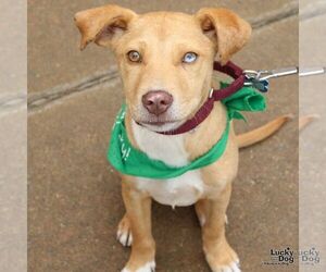 Labrador Retriever-Retriever  Mix Dogs for adoption in Washington, DC, USA