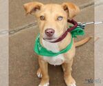 Small Labrador Retriever-Retriever Mix