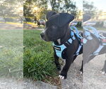 Small #3 Labrador Retriever Mix