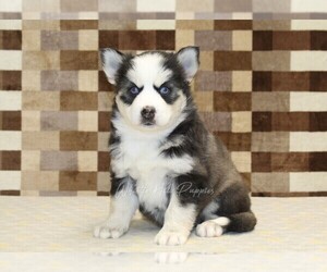 Pomsky Puppy for sale in DENVER, PA, USA