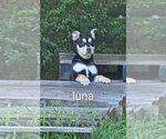 Luna ~ meet me! - Female Aussie Siberian Dog for Adoption - Small photo