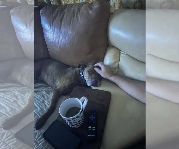 Medium Photo #2 American Pit Bull Terrier-Labrador Retriever Mix Puppy For Sale in St. Cloud, MN, USA