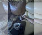 Small #1 American Pit Bull Terrier-Labrador Retriever Mix