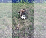 Small American Pit Bull Terrier-Siberian Husky Mix