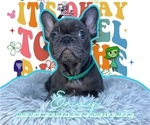 Puppy Envy French Bulldog