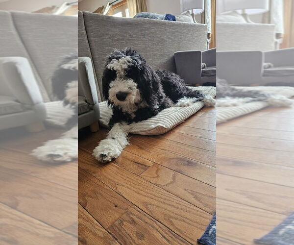 Medium Photo #4 Sheepadoodle Puppy For Sale in Springdale, PA, USA