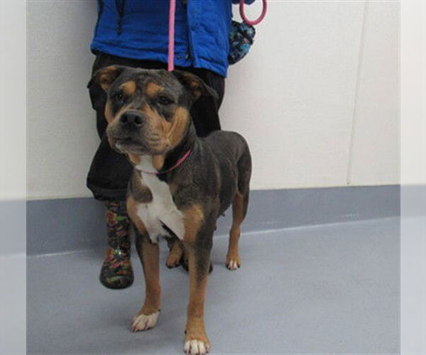 Medium Photo #1 Mutt Puppy For Sale in Louisville, KY, USA