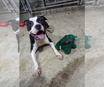 Small #8 American Pit Bull Terrier Mix