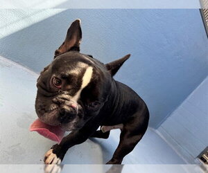 French Bulldog Dogs for adoption in Downey, CA, USA