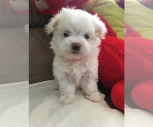 Maltese Puppy for sale in BERWYN HEIGHTS, MD, USA