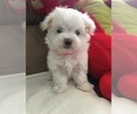 Small Maltese