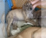 Small #2 Great Dane