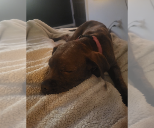 Medium Photo #8 Mutt Puppy For Sale in Candler, NC, USA
