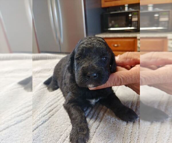 Medium Photo #3 Goldendoodle Puppy For Sale in BROKEN BOW, OK, USA