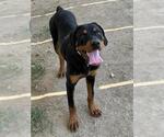 Small #1 Rottweiler