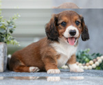 Small Photo #6 Dachshund Puppy For Sale in ELIZABETHTOWN, PA, USA