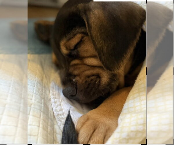 Medium Photo #3 Beagle-Unknown Mix Puppy For Sale in Hillsboro, MO, USA