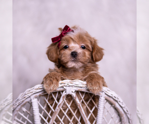 Medium Maltipoo (Miniature)