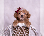 Puppy Erinn Maltipoo (Miniature)